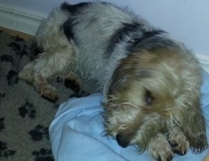 1385161_10151908633147552_947511354_n.jpg1