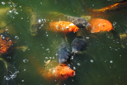 Texas 2013 systemkamera 288.JPG1