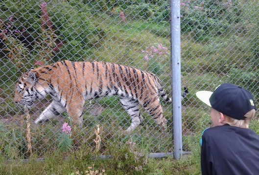 Dalarna aug 2014 112.jpg1