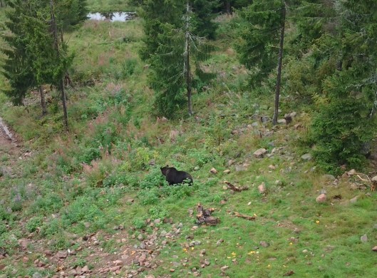 Dalarna aug 2014 126.jpg1