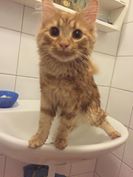 10899608_10203577135011299_160045149_n