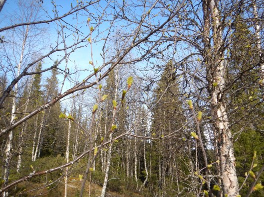 DSCN2408.JPG1 - kopia